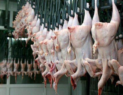 Оборудование для убоя птицы